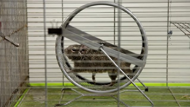 Rodent degu in cell. Pets. Wheel, feed. / To moderators: there is no logo -- the word '' hamster'' is just a inscription