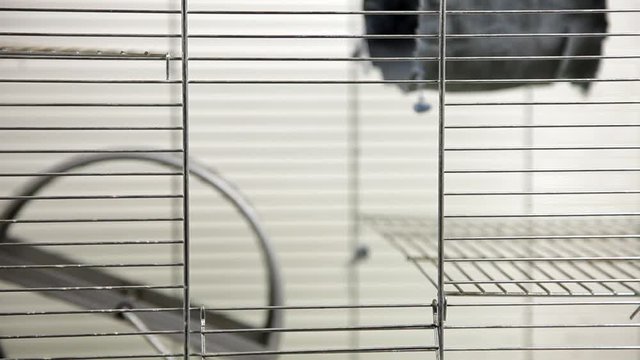 Rodent degu in cell. Pets. Wheel, feed. / To moderators: there is no logo -- the word '' hamster'' is just a inscription