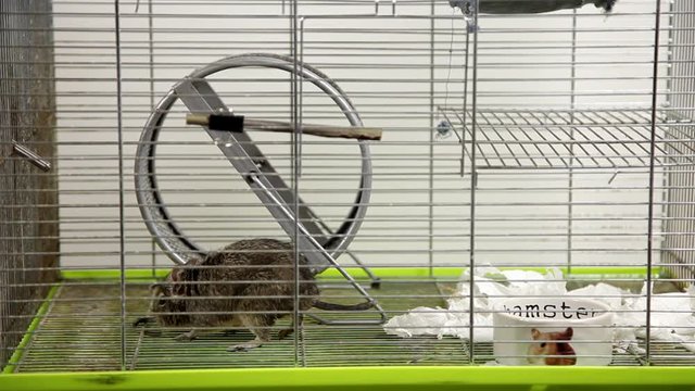 Rodent degu in cell. Pets. Wheel, feed. / To moderators: there is no logo -- the word '' hamster'' is just a inscription