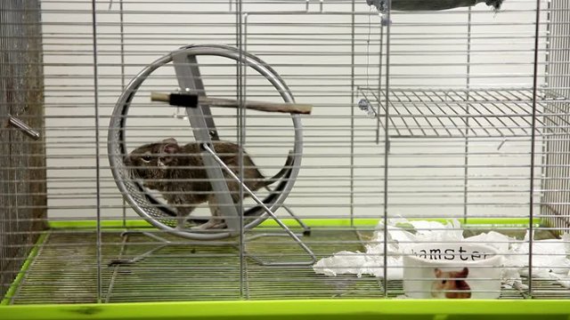 Rodent degu in cell. Pets. Wheel, feed. / To moderators: there is no logo -- the word '' hamster'' is just a inscription