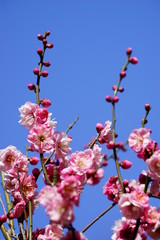 梅　紅梅　青空　花　つぼみ　枝　昼間　青　ピンク　春　ビビットカラー