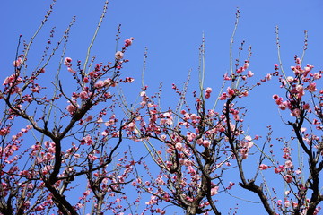 梅　紅梅　青空　花　つぼみ　枝　昼間　青　ピンク　春　ビビットカラー
