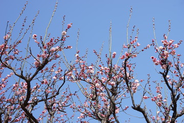 梅　紅梅　青空　花　つぼみ　枝　昼間　青　ピンク　春