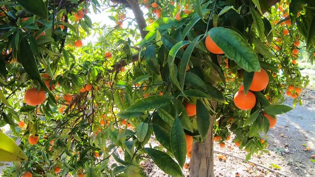 Oranges hanging on branches fruit orchard. Close up of ripe and juicy oranges oe tangerines in fruit plantation. Oranges branch in a fruit garden. Tangerines fruit tree background