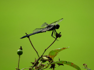 dragonfly on branch
