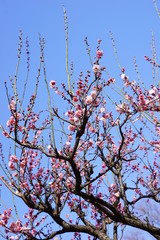 梅　紅梅　青空　花　つぼみ　枝　昼間　青　ピンク　春　ビビットカラー