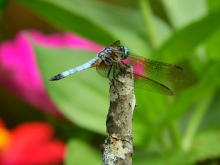 dragonfly on a branch