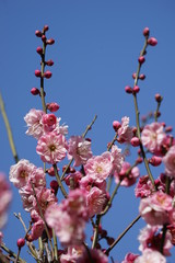 梅　紅梅　青空　花　つぼみ　枝　昼間　青　ピンク　春