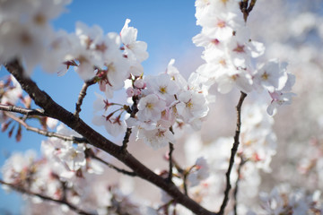 Obraz premium Sakura Tokyo