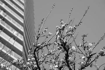 梅　紅梅　青空　花　つぼみ　枝　昼間　青　ピンク　春　高層　マンション　白黒　モノクロ