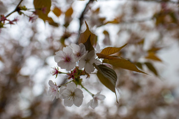 sakura flower