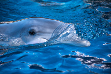 dolphin in blue water