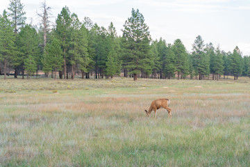Deer running on the ground at Bryce Canyon National Park