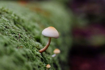 Alice Lake Provincial Park