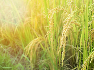 Close up golden ear of Thai jasmine rice plant on organic rice field background with sunlight in the morning. Thai paddy rice,selective focus.