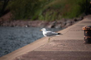 seagull on pier