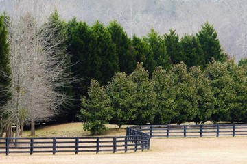 trees and wooden fence