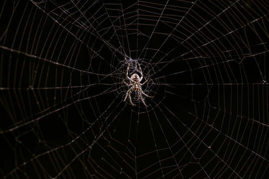 Spider and spiderweb on black background