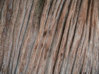 Deep texture of an old wood logs. The trunk of an old tree show natural skin with a deep crack. Background texture from nature.