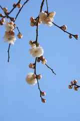 梅　白梅　青空　花　つぼみ　枝　昼間　青　春
