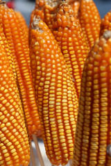 raw dry sweet corn pod, it is a cereal plant that yields large grains set in rows on a cob.