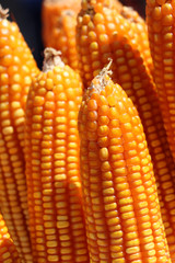 raw dry sweet corn pod, it is a cereal plant that yields large grains set in rows on a cob.