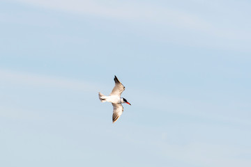 オニアジサシ(Caspian Tern)