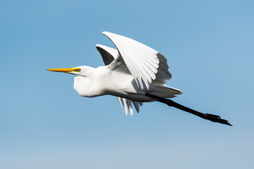 ダイサギ飛翔(Great Egret)