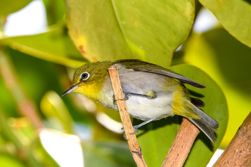 Warbling white-eye (Zosterops japonicus) close-up