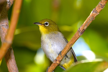 Warbling white-eye (Zosterops japonicus) close-up