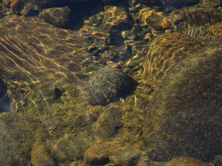 水中の石を映した写真