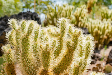 Exterior view of the famous cactus garden of Ethel M Chocolate Factory