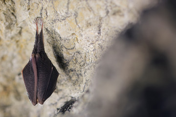 Close up small sleeping horseshoe bat covered by wings, hanging upside down on top of cold natural rock cave while hibernating. Creative wildlife