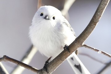 北海道に生息の可愛い野鳥