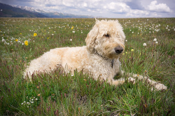 Colorado Traildog Near Mount Guyot #5