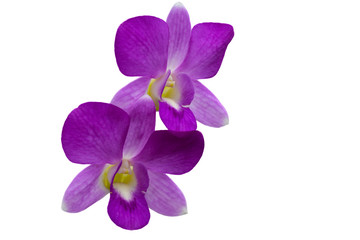 Beautiful light purple  orchid flower isolated white background