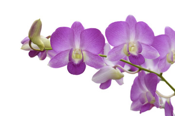 Fototapeta na wymiar purple orchid flower isolated on white background