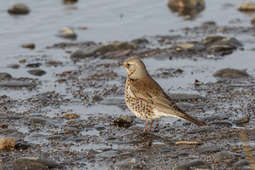Fieldfare, Turdus pilaris