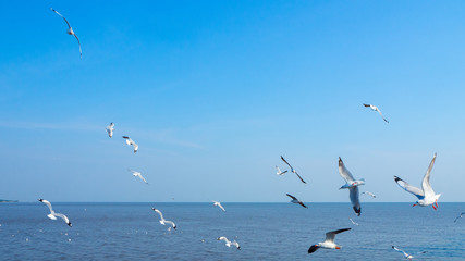 The nature flock of seagulls flying in the blue sky