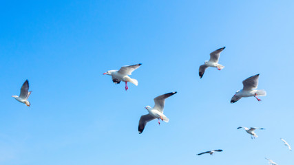 The nature flock of seagulls flying in the blue sky