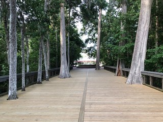 Boardwalk with cypress trees 