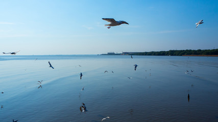 The nature flock of seagulls flying in the blue sky
