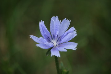 Fototapeta premium Purple flower