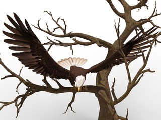 Bald eagle sitting on a tree branch isolated on white 3d illustration