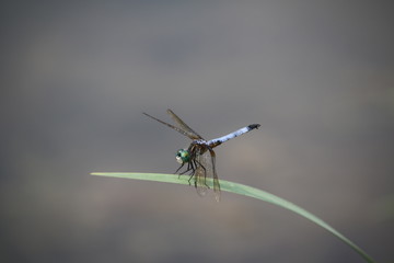 Dragonfly on a blade of grass