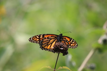 Close up of a Monarch 