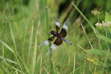 Black & Blue Dragonfly