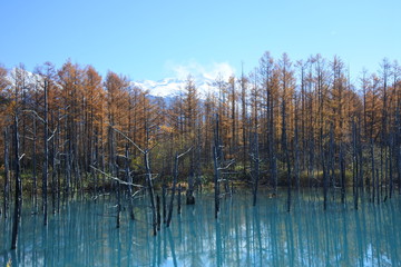 Fototapeta premium 青い池