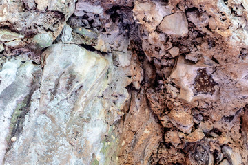 bark of a tree