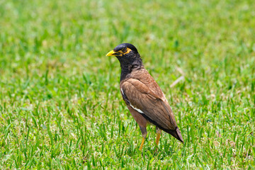 Common myna,  Indian myna or mynah (Acridotheres tristis) standing on grassy lawn